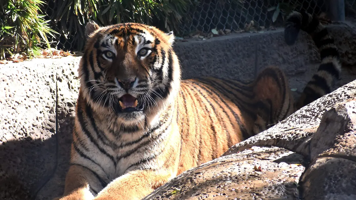 ZOOLOGICO Y TONO (3)